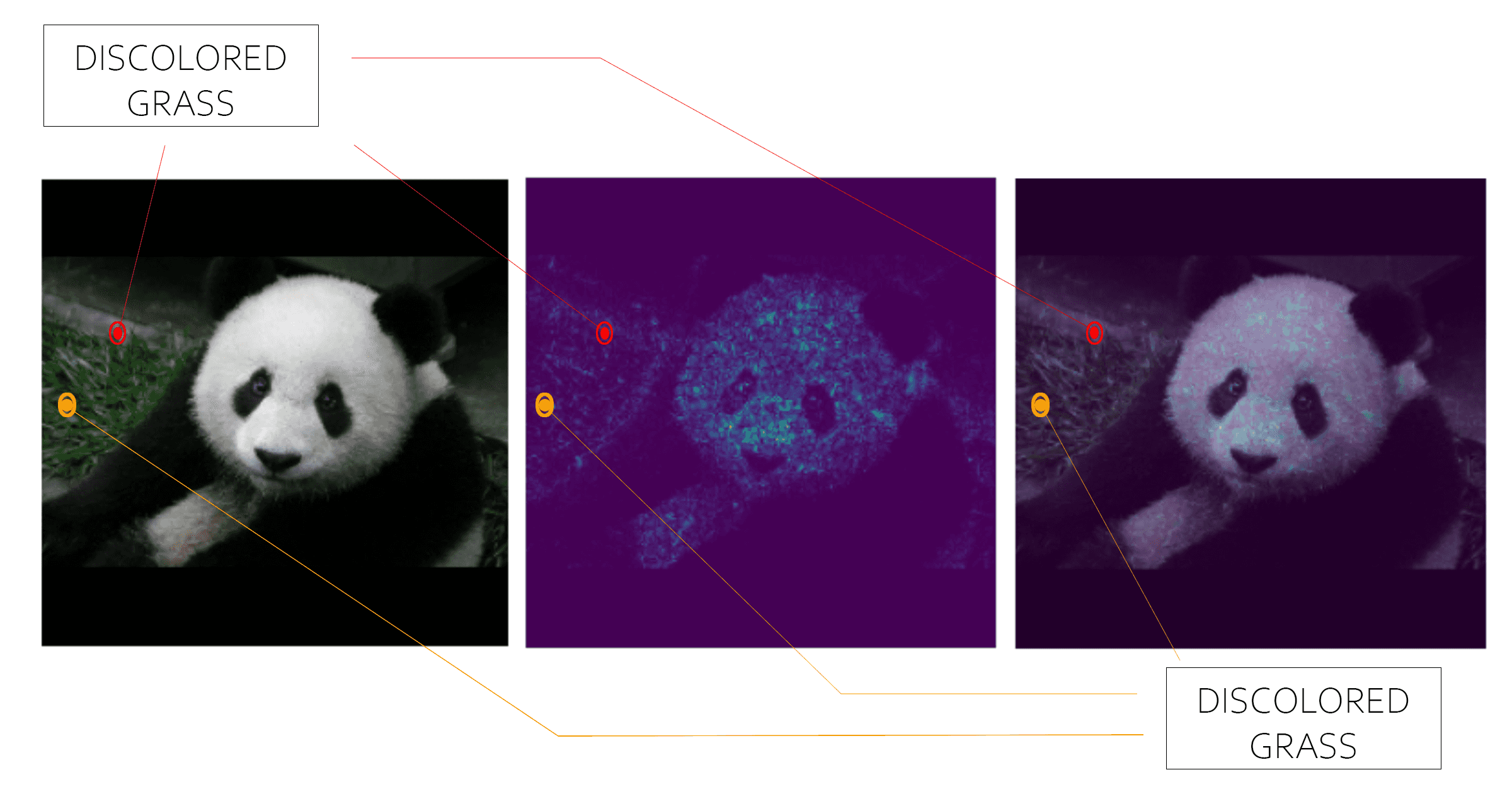 Original, heatmap, and overlay images highlighting the discolored grass influencing prediction.