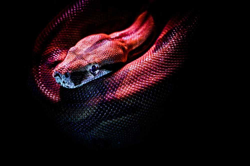 Picture of a red python snake