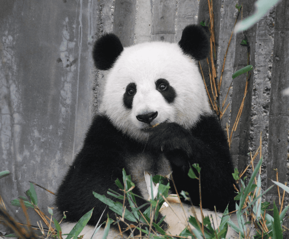 Panda eating a leaf.