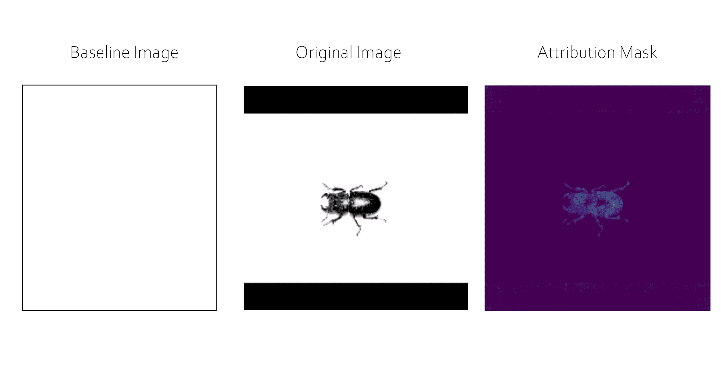 Baseline image of white, original image of a beetle, and the integrated gradients attribution mask.